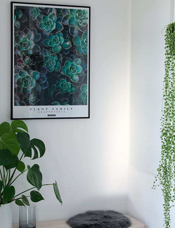 graptoveria-botanisk-plakat Graptoveria plakat - Plante plakat med grønne sukkulenter
