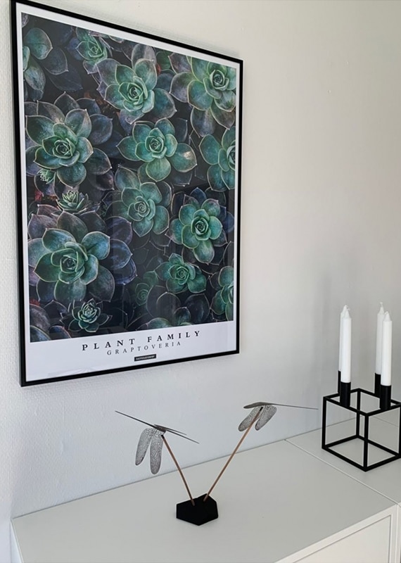 Graptoveria plakat med planter og tekst