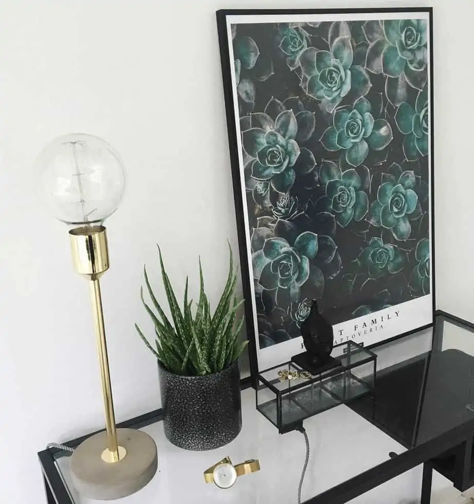 Graptoveria - plakat