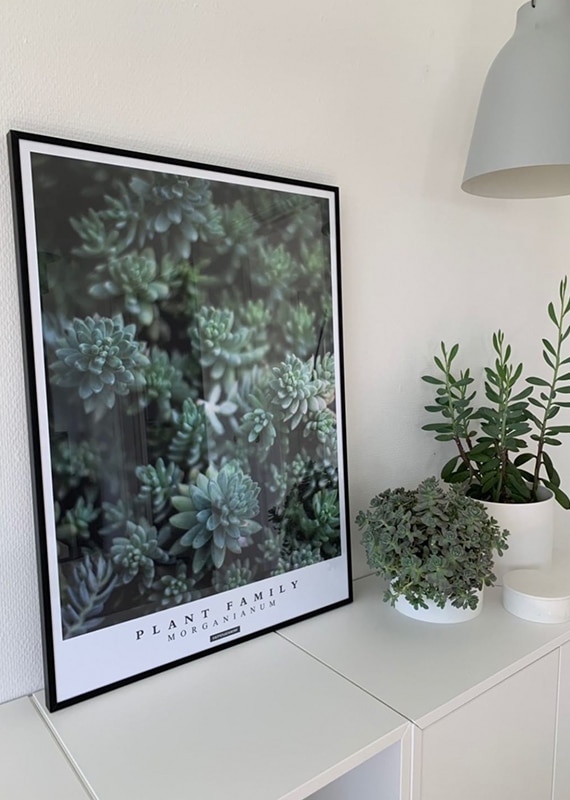 Morganianum plakat 'Hængende mexicansk stenurt' stående på hvid kommode