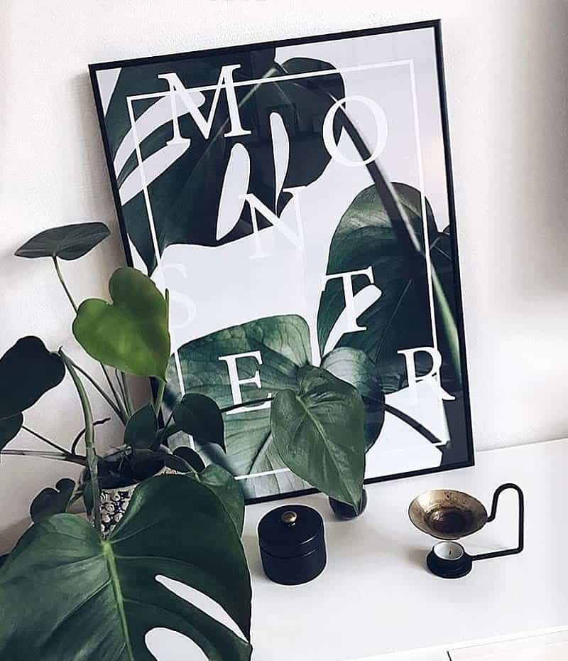 monstera-deliciosa-plante-plakat Monstera plakat - botanisk monstera deliciosa plante