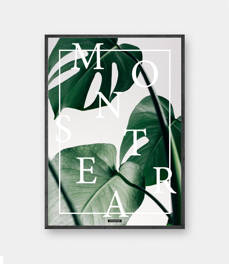 Monstera plakat - Grøn monstera deliciosa plante billede i sort ramme