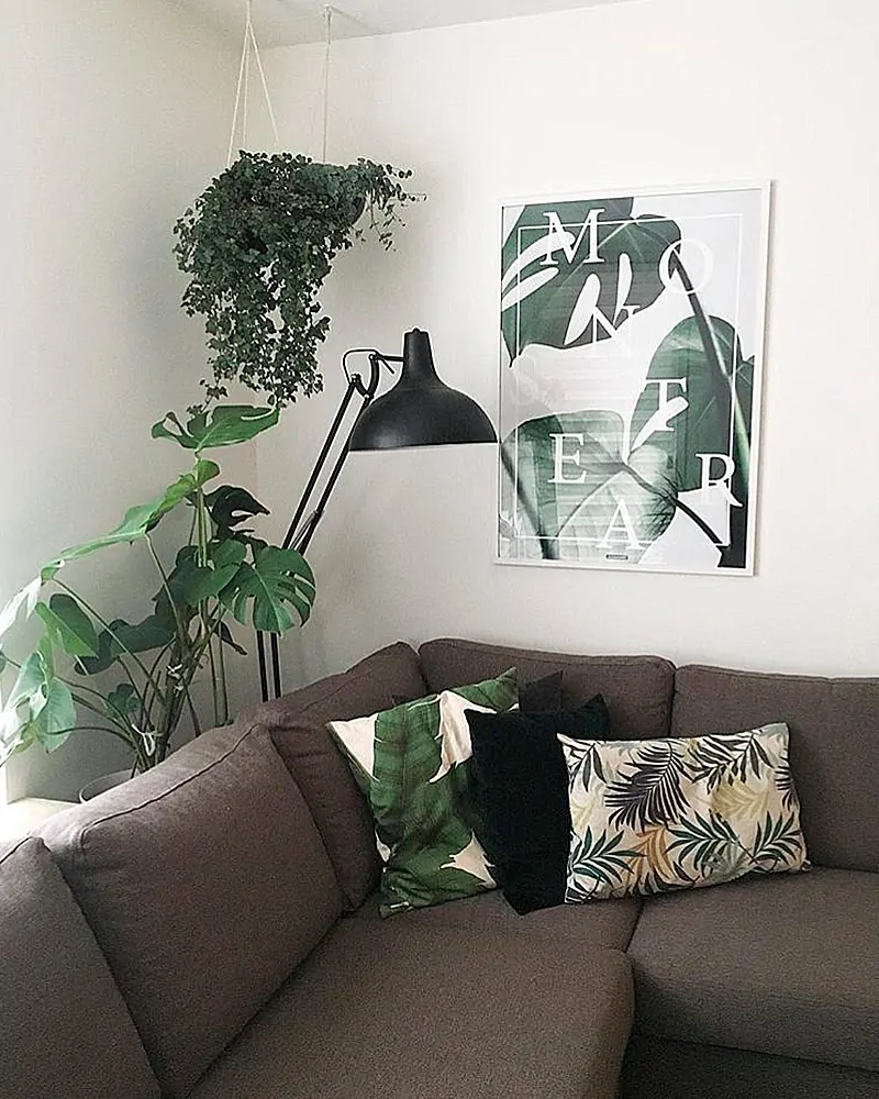 Monstera Plakat