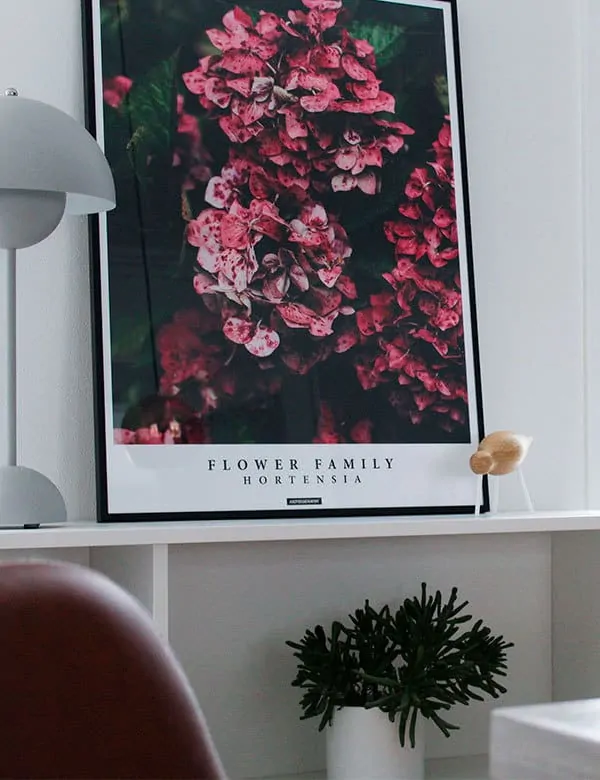 Blomster billede af Hortensia blomst - Hortensia plakat