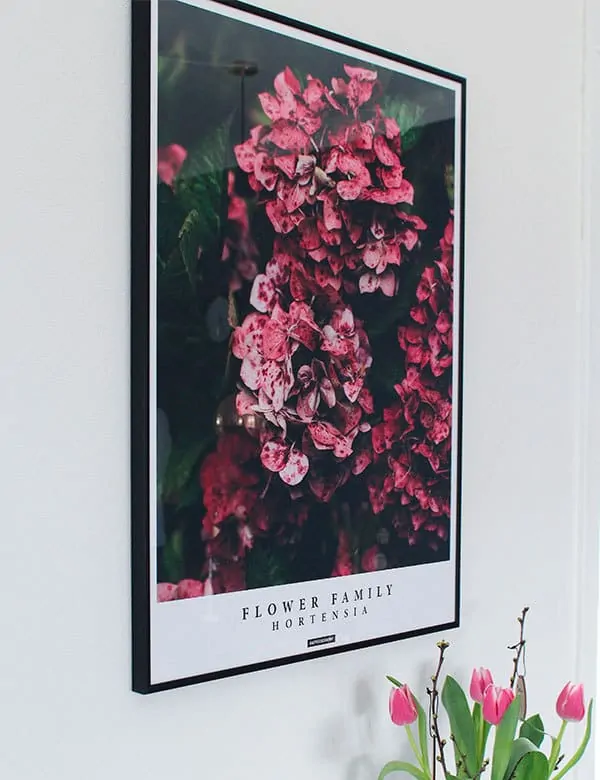 Hortensia blomster plakat