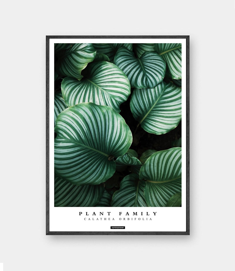 Calathea Orbifolia plakat - Grøn plante plakat fingerphilodendron billede