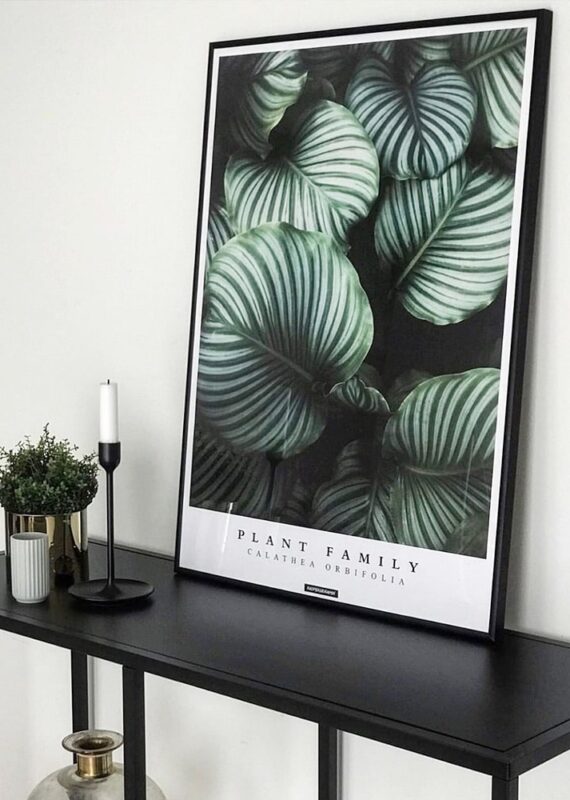 calathea-orbifolia-plakat Calathea Orbifolia plakat