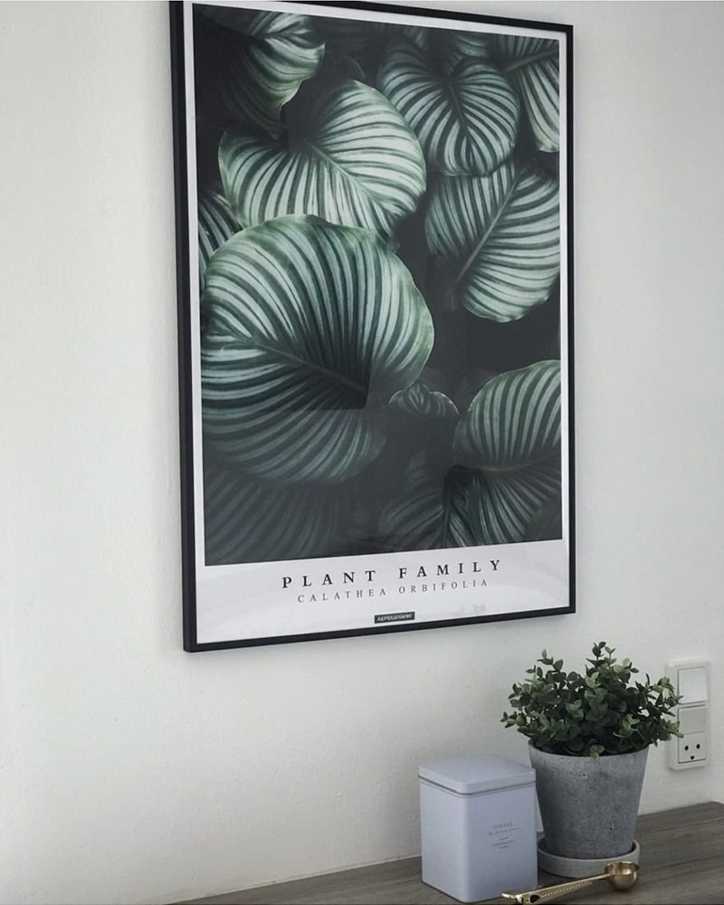 Calathea Orbifolia plakat