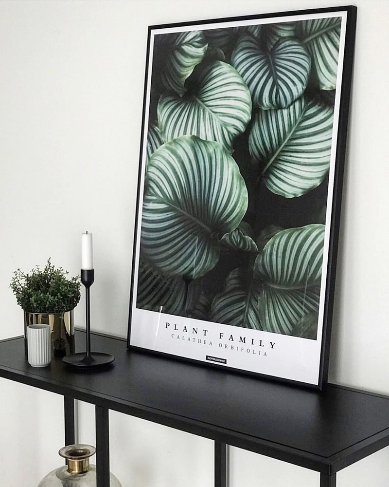 calathea-orbifolia-plakat Calathea Orbifolia plakat
