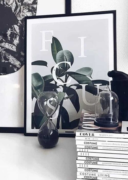 ficus-elastica-botanisk-plante-plakat Ficus Elastica plakat - botanik, planter og tekst