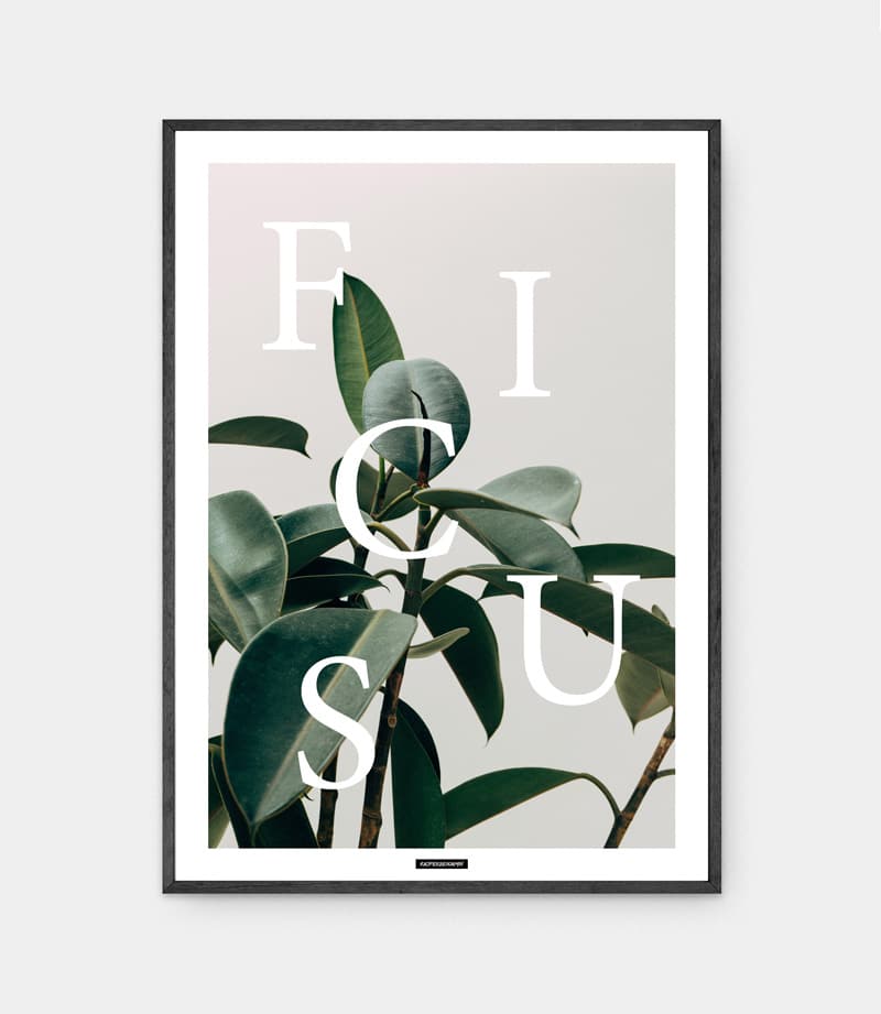 Ficus elastica plakat i ramme