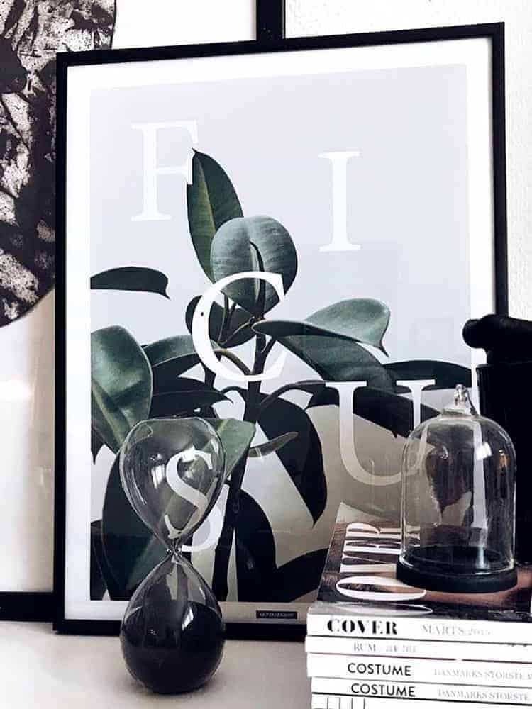 ficus elastica plante fotokunst plakat
