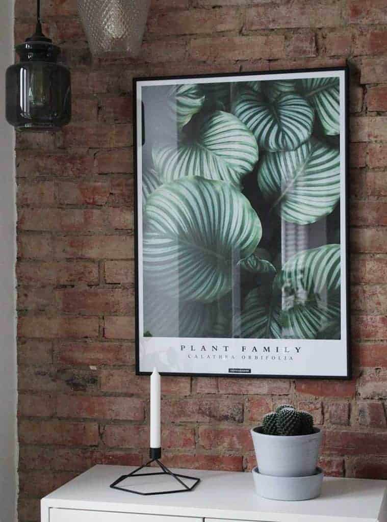 groen-plante-calathea-orbifolia-plakat Grøn botanisk plante plakat - Calathea Orbifolia plakat