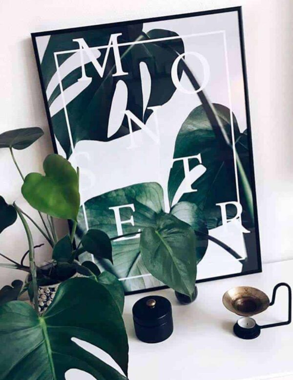 monstera-plakat-800-1080px monstera deliciosa - Monstera plakat