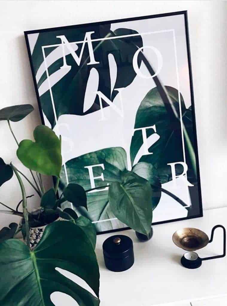 monstera deliciosa - Monstera plakat