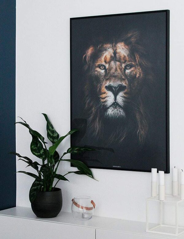 lion-king-loeve-dyremotiv-plakat Lion King plakat - dyremotiv løve plakat