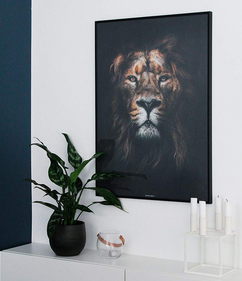 lion-king-loeve-dyremotiv-plakat Lion King plakat - dyremotiv løve plakat