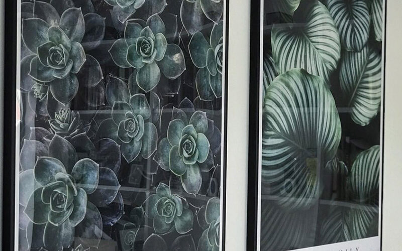 graptoveria-calathea-orbifolia-plakatsaet Graptoveria og Calathea Orbifolia plakatsæt