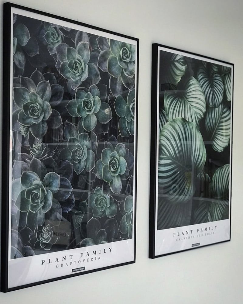 Graptoveria og Calathea Orbifolia plakatsæt