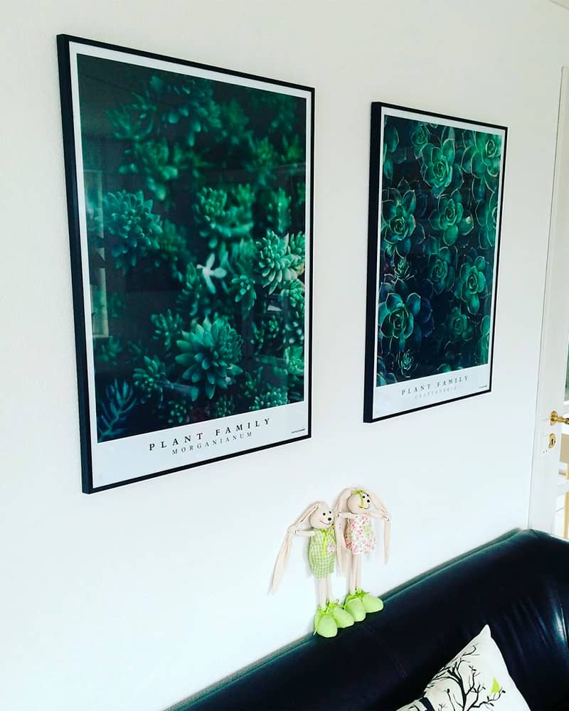 graptoveria-morganianum-perfect-pair-800-1000px Plakatsæt - Graptoveria og Morganianum