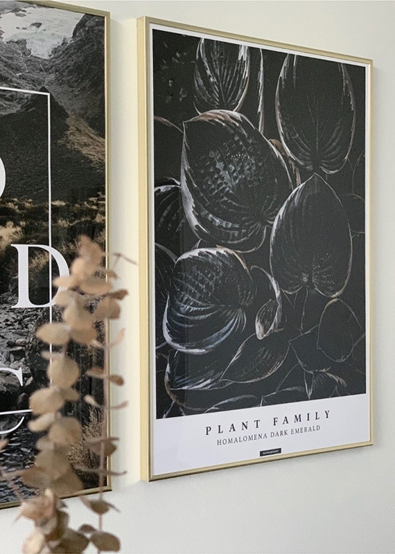 Homalomena plakat i stuen i guld ramme