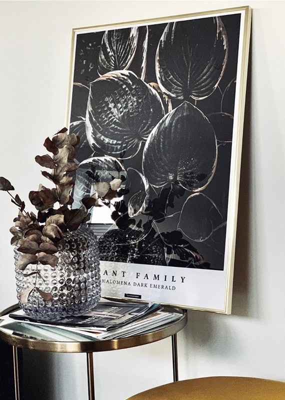 Homalomena plakat med guldramme