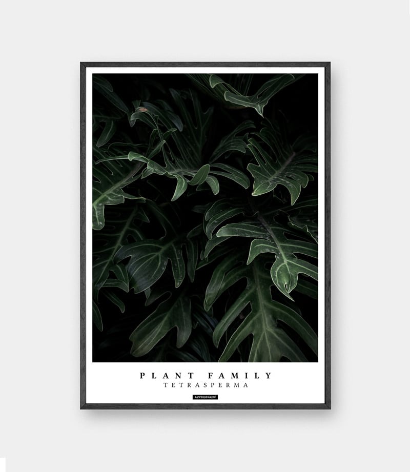 Tetrasperma plante plakat
