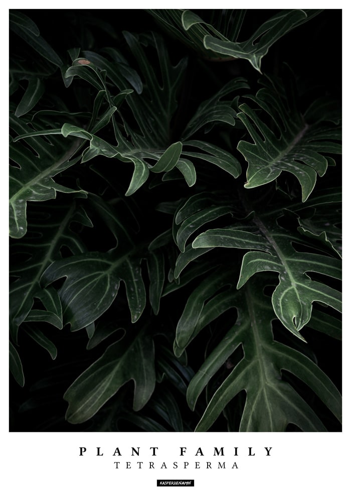 Tetrasperma produktbillede