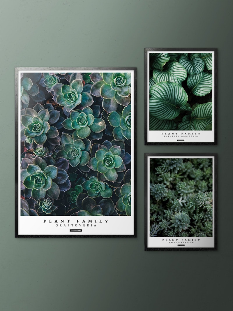 PLANTE -Billedvæg - Billede 3