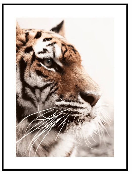 Tiger Poster - Posterton.dk – plakat