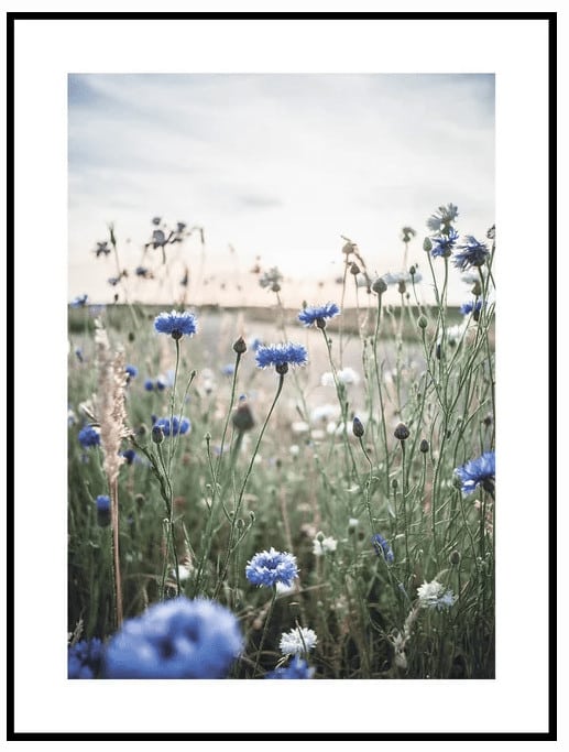 Vilde Blomster Poster - Posterton.dk – plakat